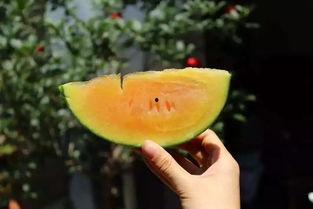 5月新瓜最新爆料,娱乐圈风云再起，明星隐私大揭秘